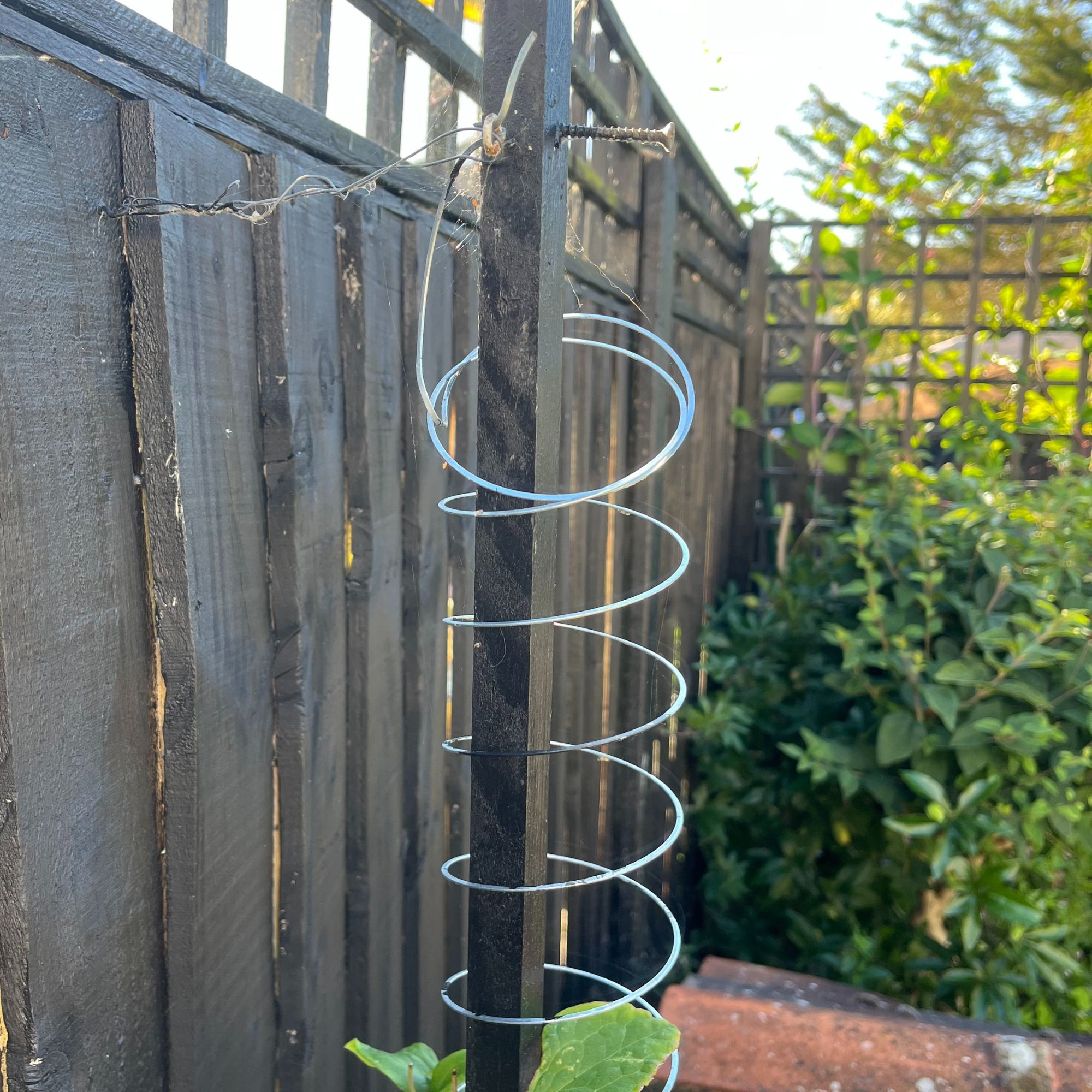 Clematis growing on DIY Slinky plant support