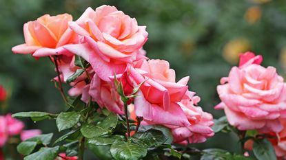 Red rose flower