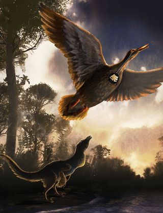 A depiction of the ancient Vegavis iaai flying over Antarctica, with a detail showing the bird's vocal organ, known as a syrinx. A midsize raptor dinosaur is shown below making sounds with its closed mouth.