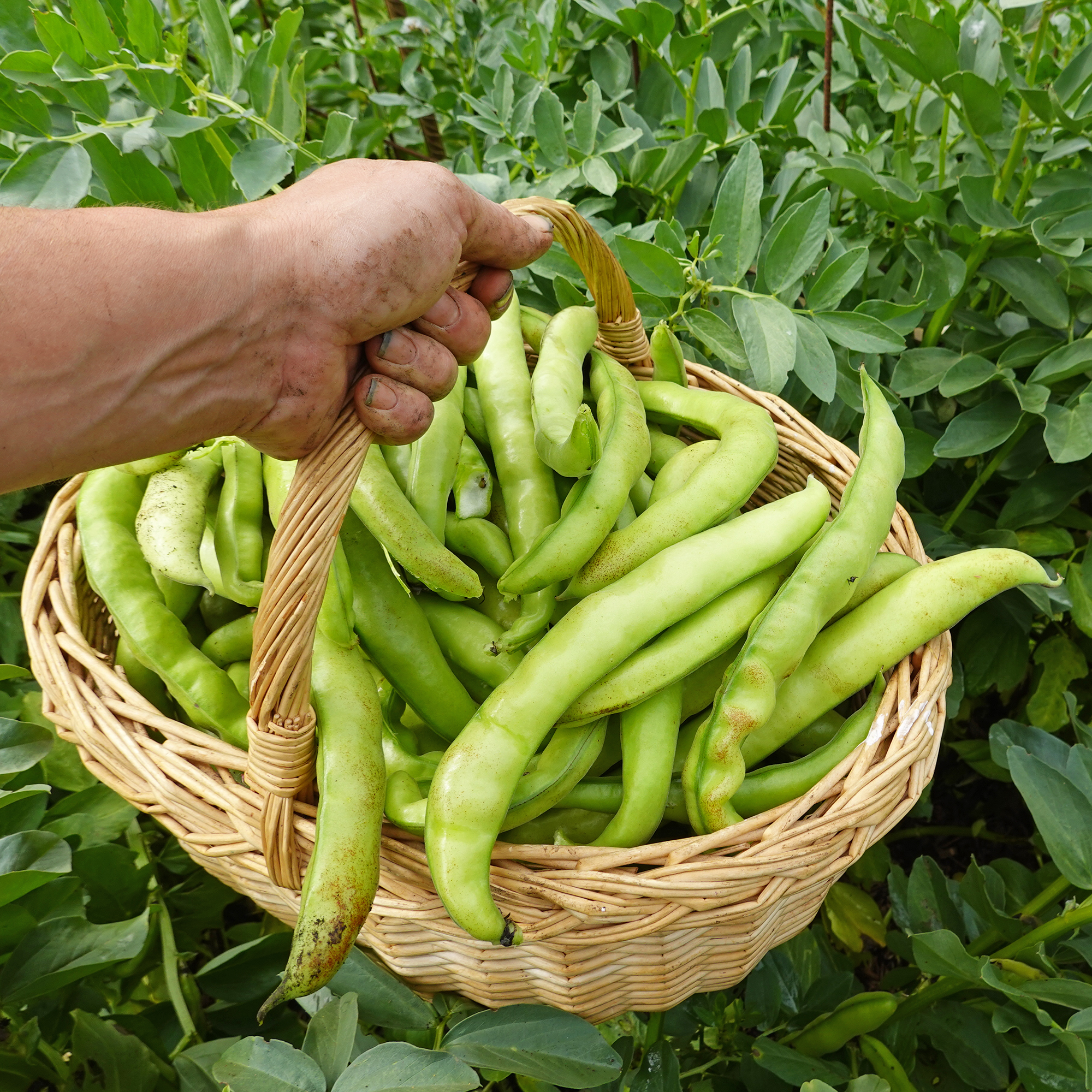 Gardener holds a basket of freshly harvested fava beans – also known as broad beans