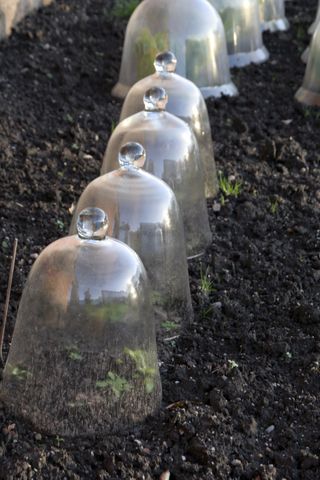 how to protect plants from winter: glass cloches on vegetable bed