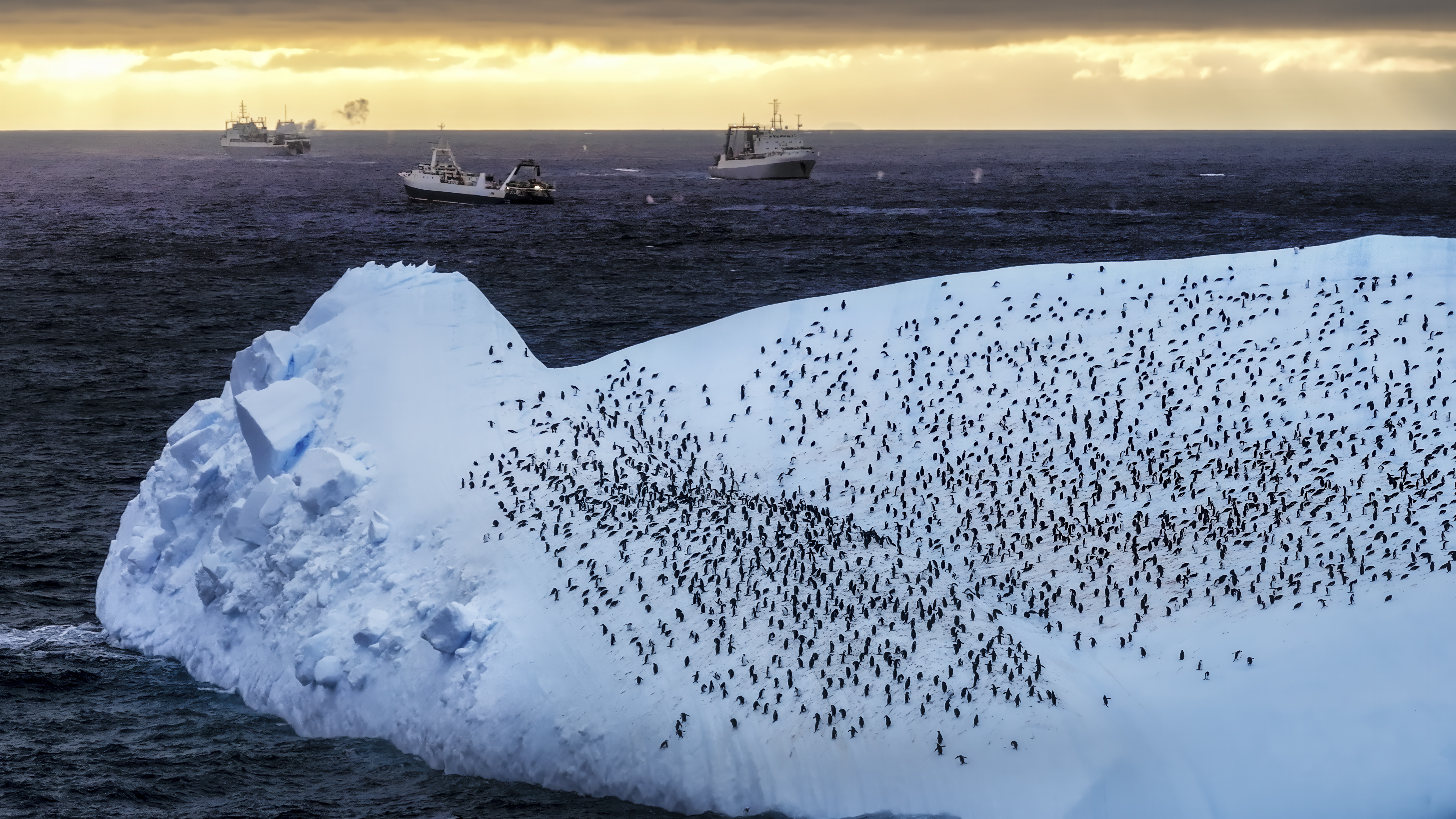 Chinstrap penguins on iceberg