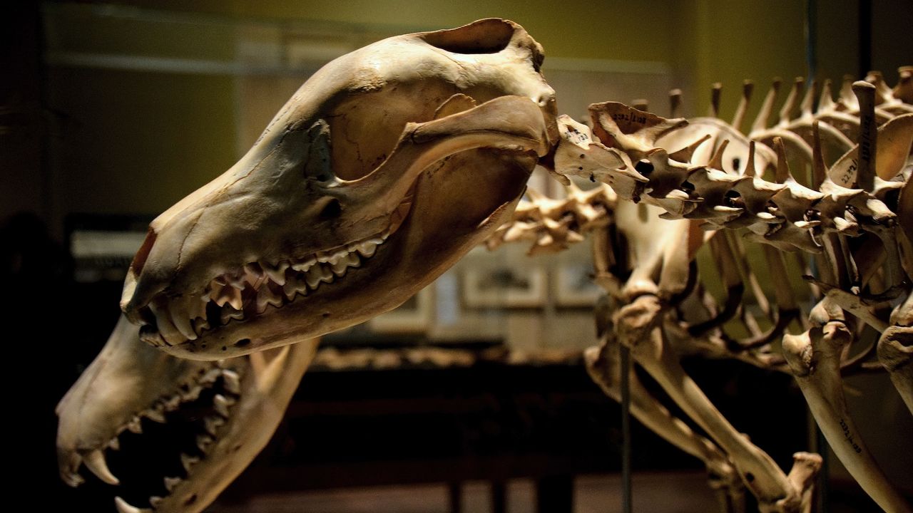 The skull and skeleton of two thylacines