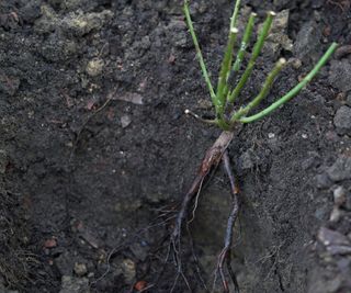 Planting bare root roses