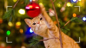 cat playing with bauble on a cat-proof Christmas tree