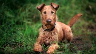 Irish terrier lying on grass