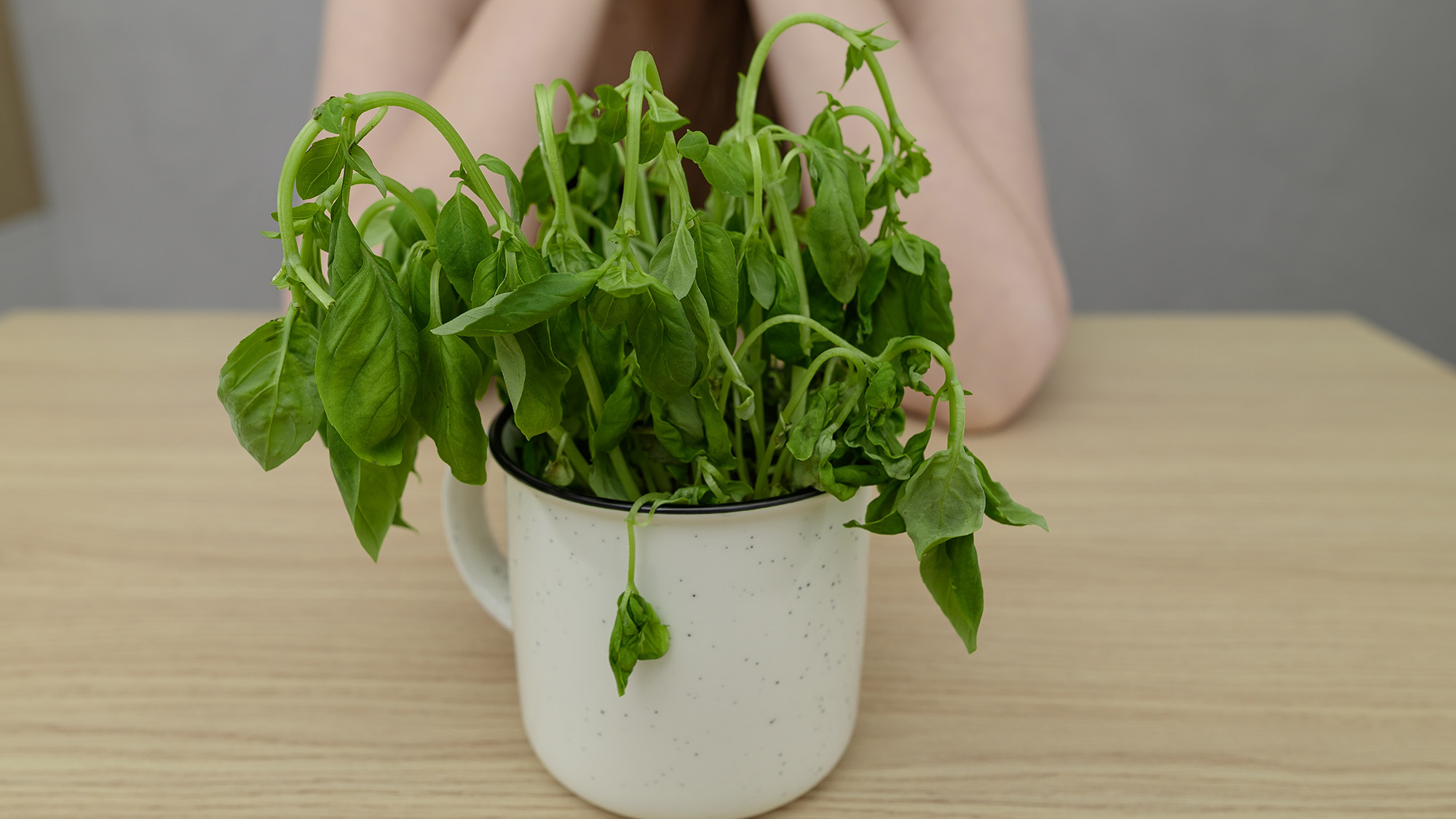 Wilting leaves on basil