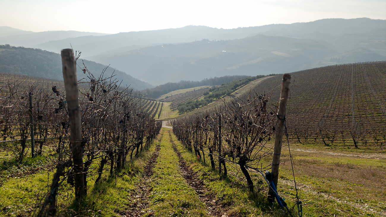 Tedeschi Maternigo vineyard