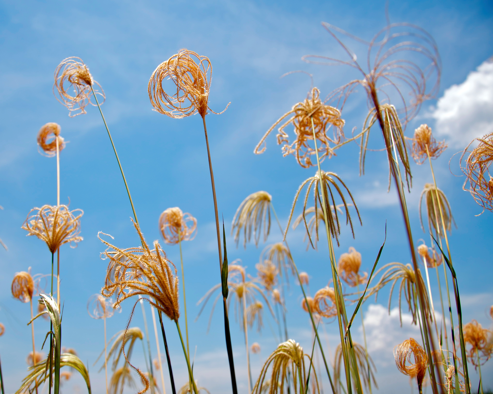 Miscanthus sinensis Adagio maiden grass grown as an accent centerpiece plant in a garden