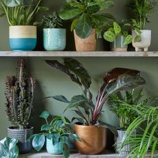 house plant with pot and shelves