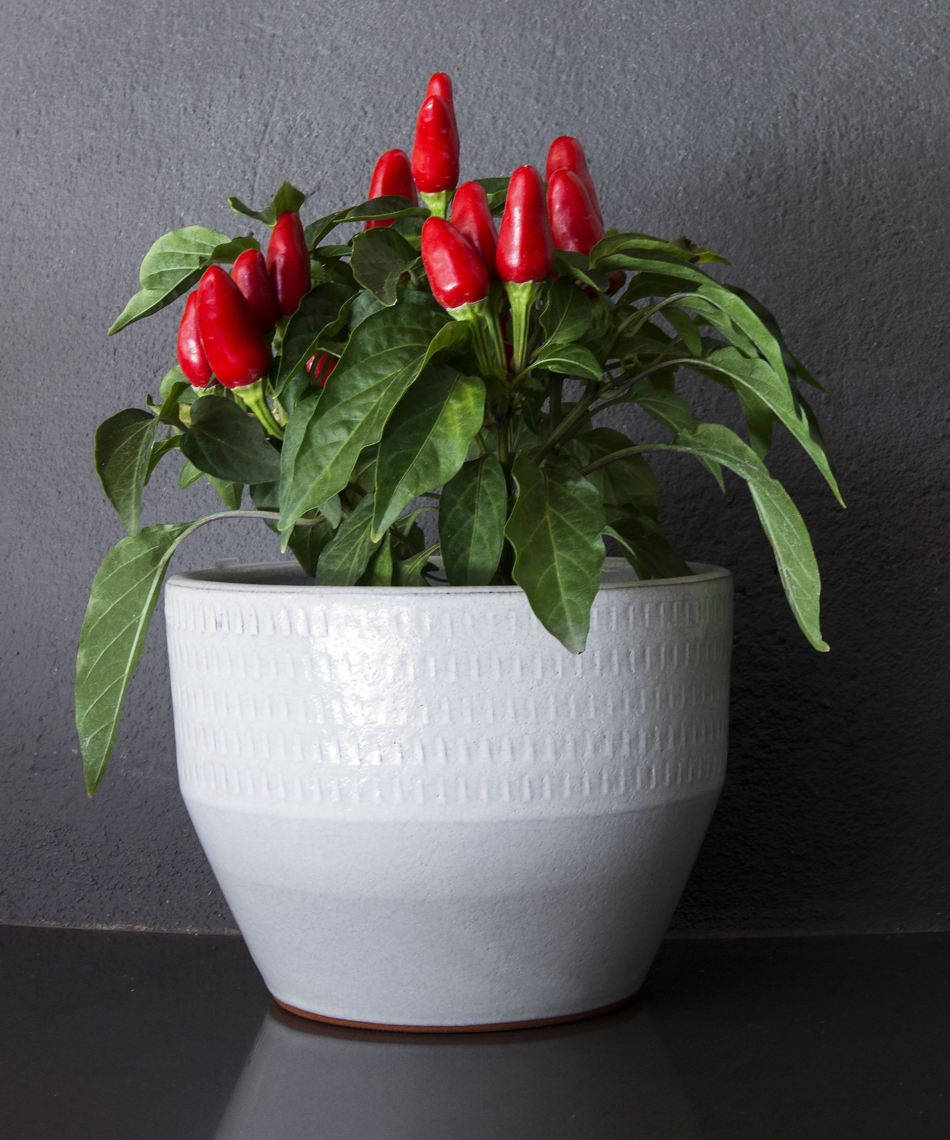 Ornamental peppers – what are they and how do you grow them? | Homes ...