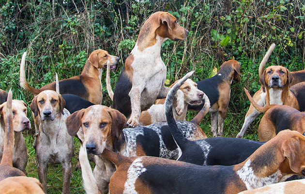 An Eggesford hound gets a leg up during a visit to their meet at Edgerley House by one of H&amp;amp;H's hunting correspondent &amp;mdash; full report in 3 December issue
