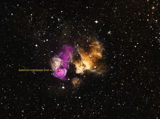 This labeled image shows a star that has survived a nearby supernova explosion in the Large Magellanic Cloud about 160,000 light-years from Earth. The purple is X-ray data from the Chandra X-Ray Observatory, and the yellow and cyan optical light captured by the Magellanic Cloud Emission Line Survey in Chile.