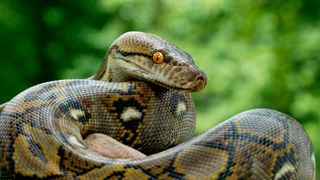 A close up photo of a python in front of a green background