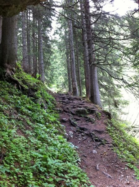Rooty Alpen singletrack. We hiked this one.