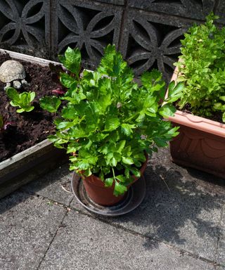 Celery growing in pot by triangular bed of lettuce plants and mint growing in a container.