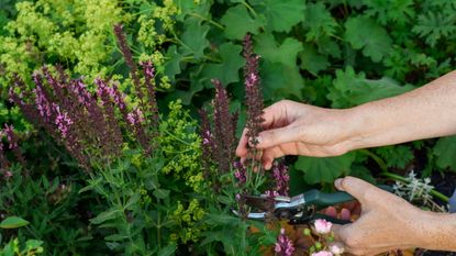 Pruning salvia with pruning shears