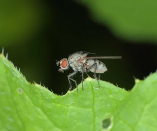 bean seed fly on leaf