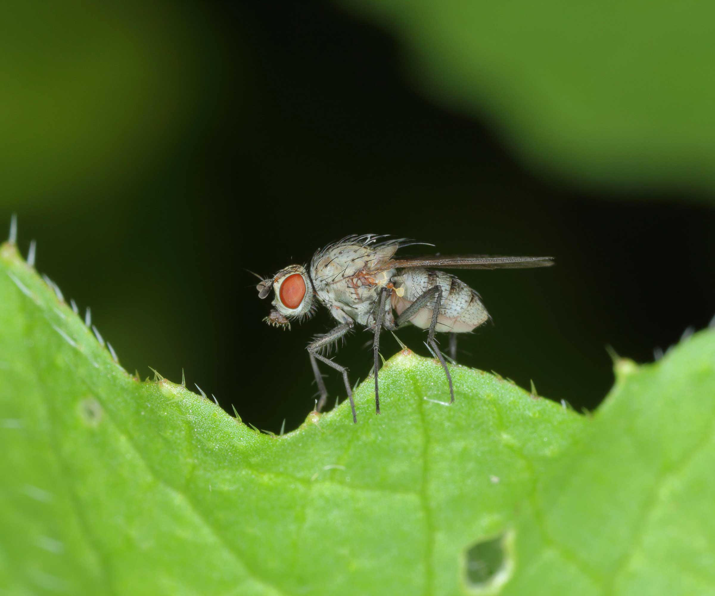 Bean seed flies on sheet