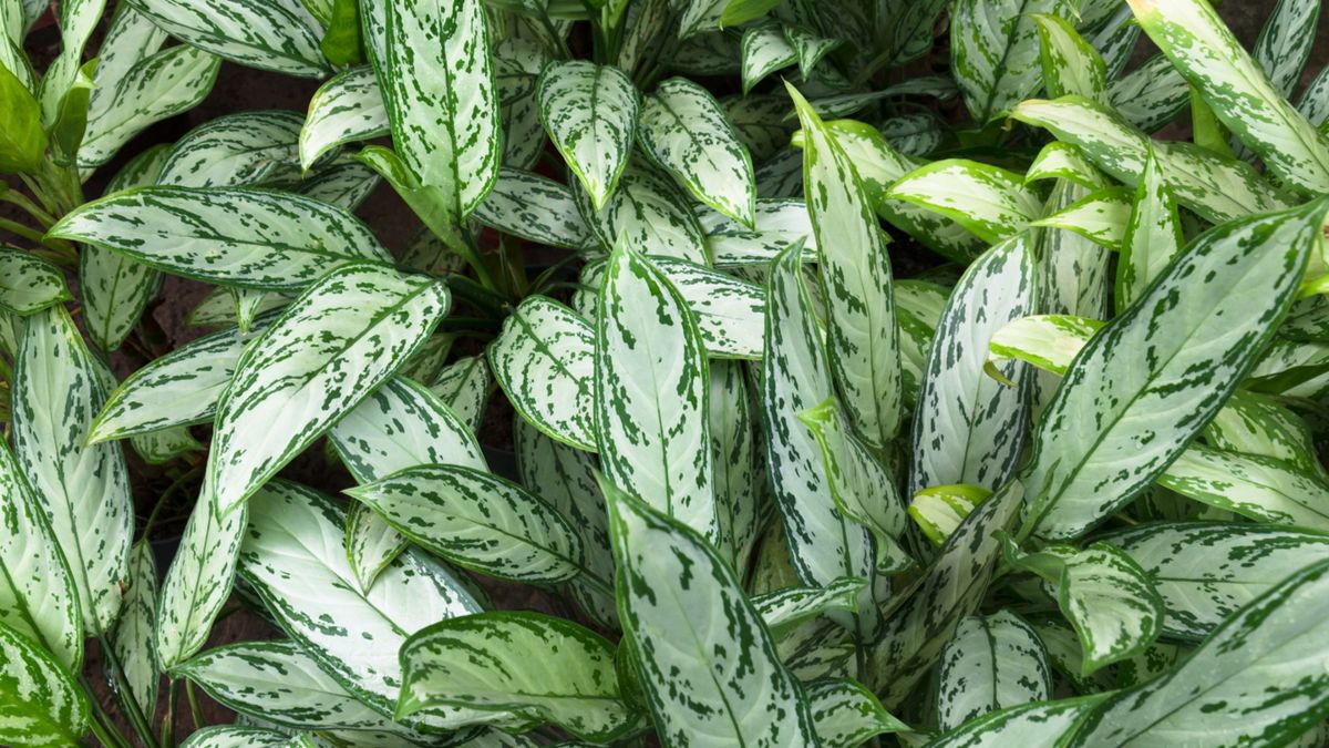 Chinese evergreen care 5 expert tips to keep them healthy Homes and