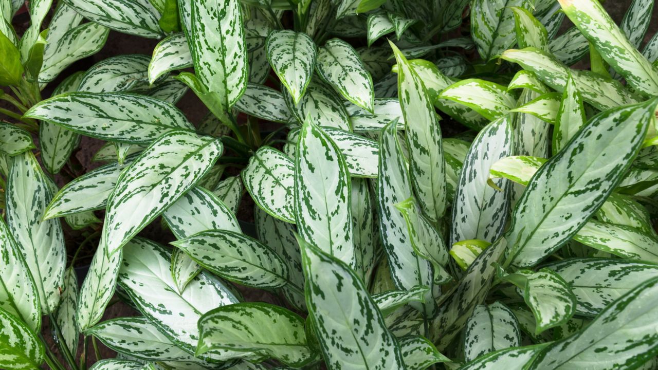 Chinese evergreen houseplants