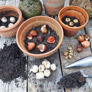 Bulbs planted in containers