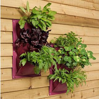 hanging plants on wooden wall