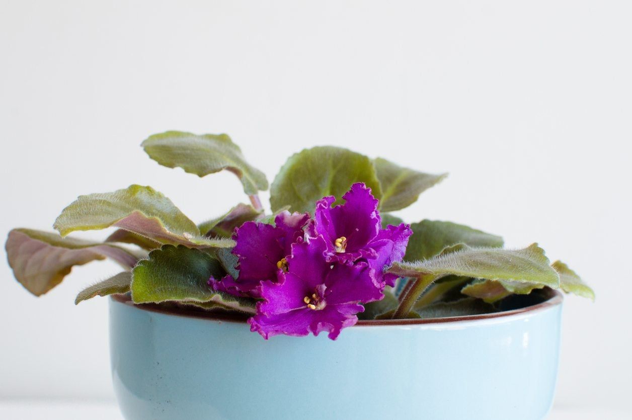 Potted African Violet