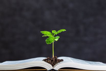Seedling Sprouting From An Open Book