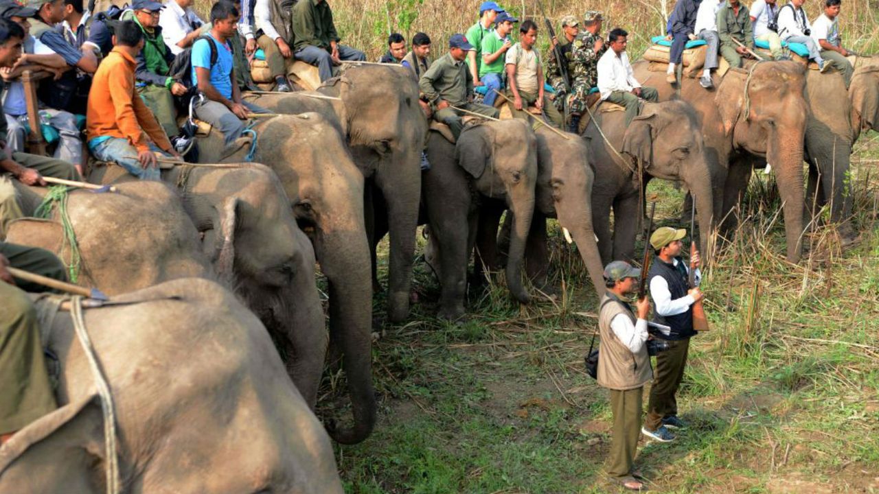 Nepal rhinos