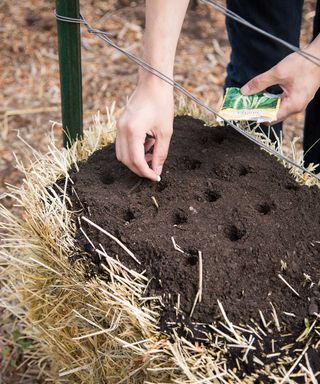 planting seeds in a straw bale