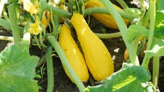 picture of yellow squashes growing