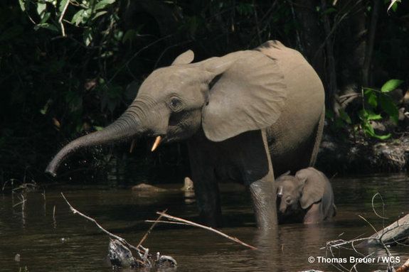 Forest elephants