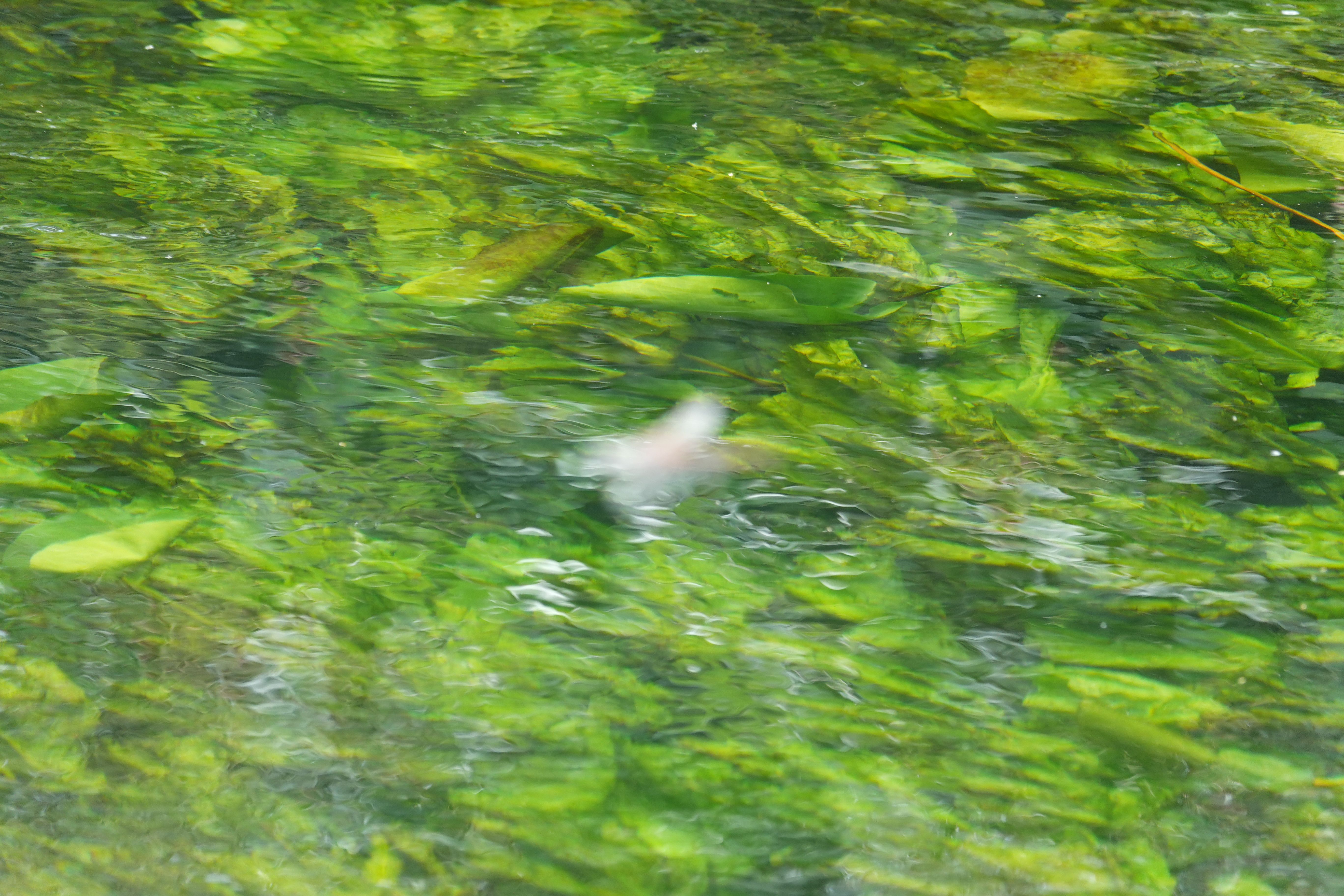 Motion-blurred dragonfly flying low over green aquatic plants.