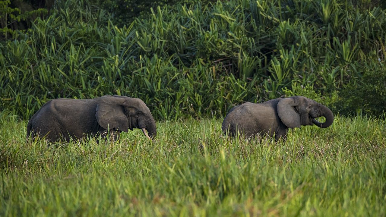 two elephants walk through tall grass