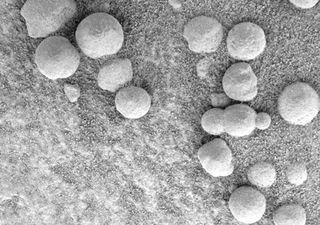 Metal concretions like these microscopic sphere-like grains called "blueberries," have been found on Mars.