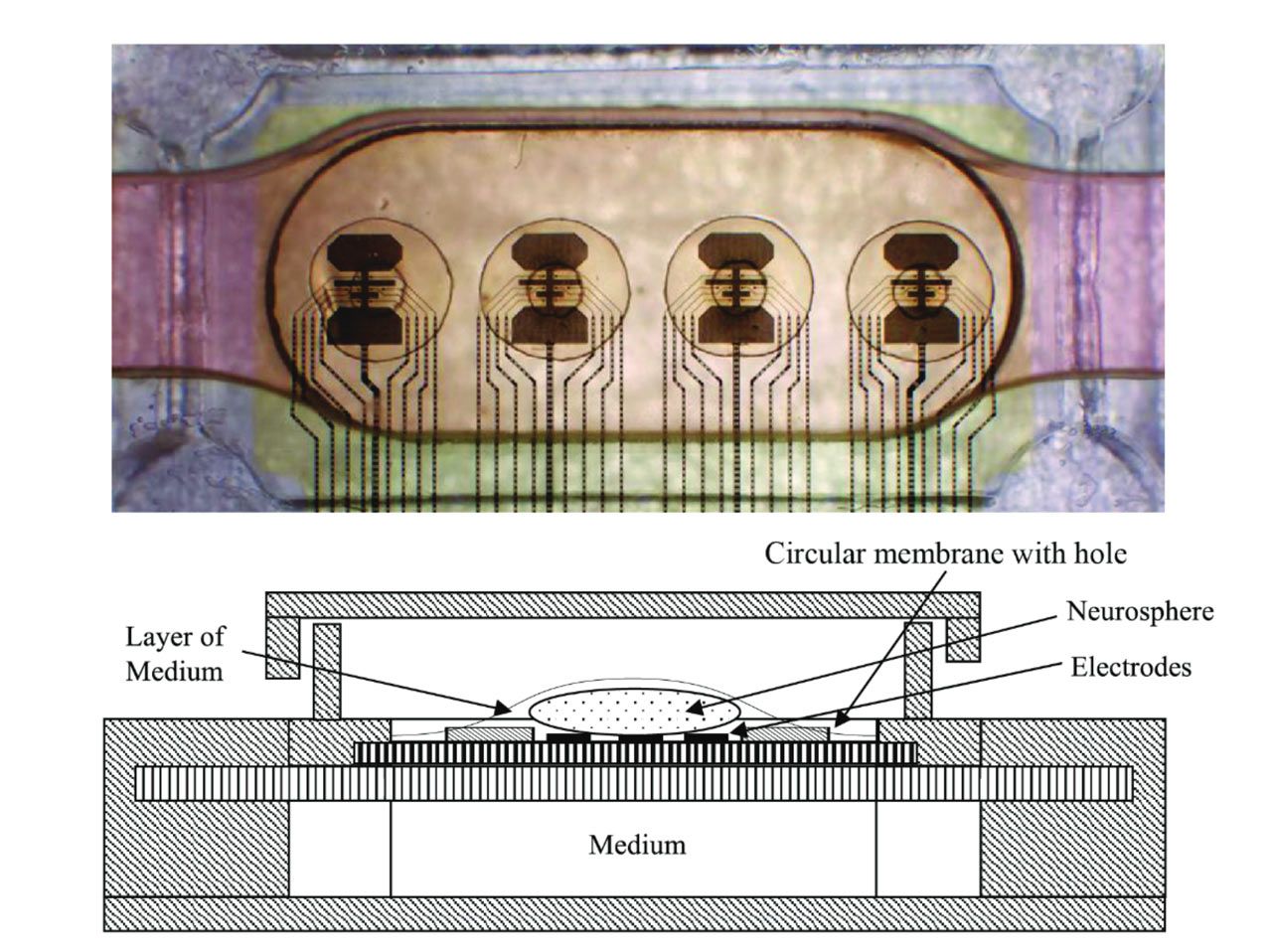 FinalSpark bioprocessors
