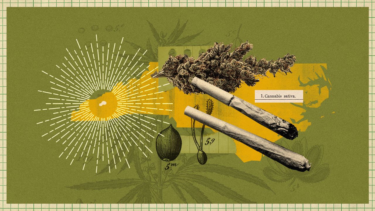 Photo collage of the state of North Carolina, with the Qualla Township highlighted with a starburst shape. There are various forms of cannabis arranged on top, and a botanical engraving in the background.