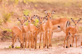 A herd of young impalas stands on alert.