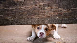 Dog looking under fence