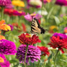 Zinnia flowers with a butterfly perched on top of a flower