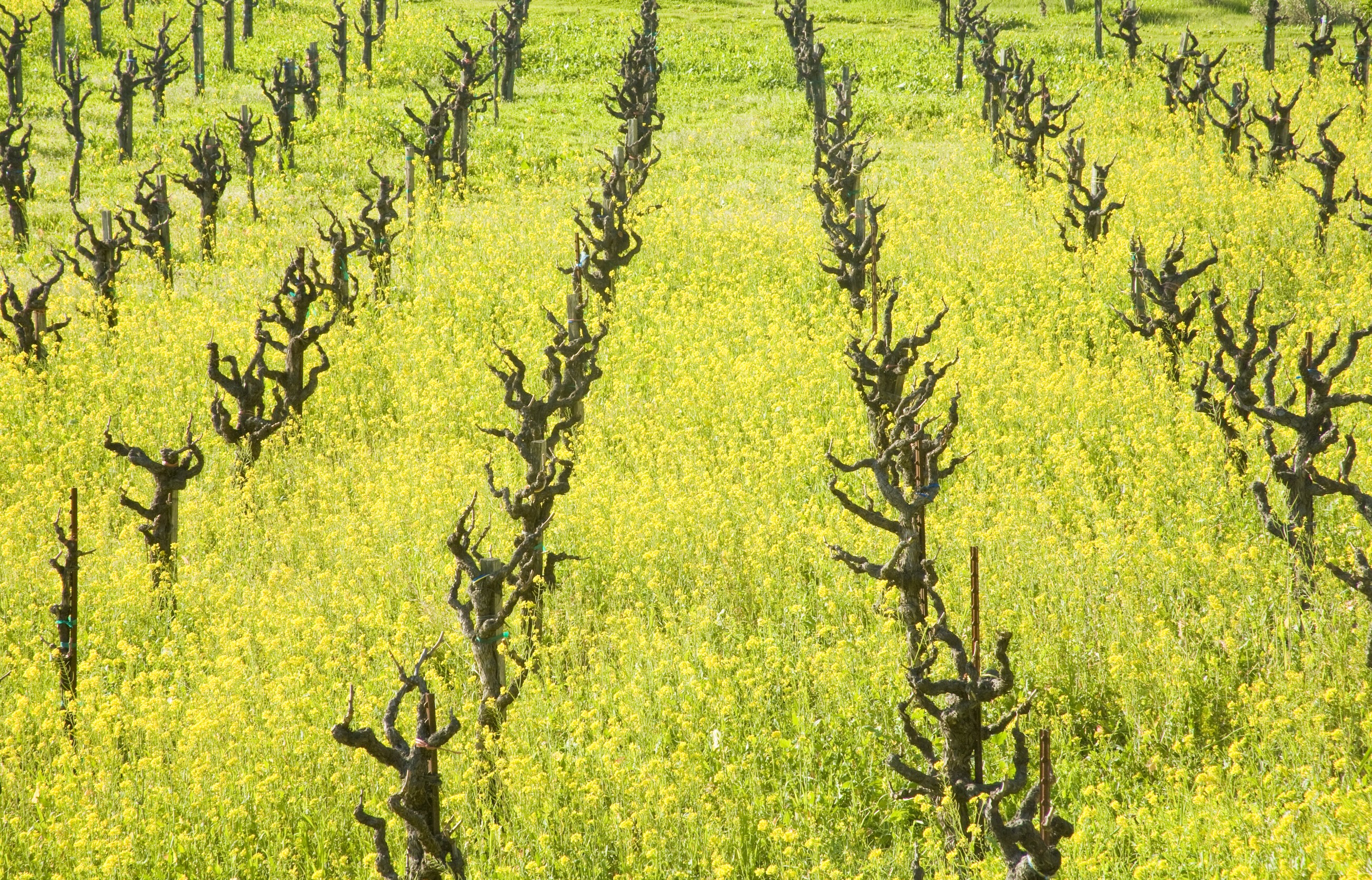 Old Zinfandel grapevines in Sonoma County