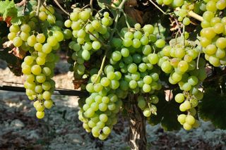 Moscatel (muscat) grapes ready to harvest.