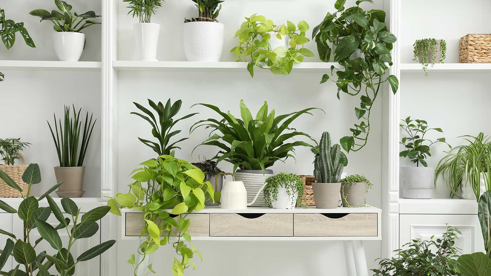 Indoor Plant Decor and Creative Wall Styling Ideas for 2026 Homes 15 Modern home with indoor plants in 2026 featuring layered greenery.