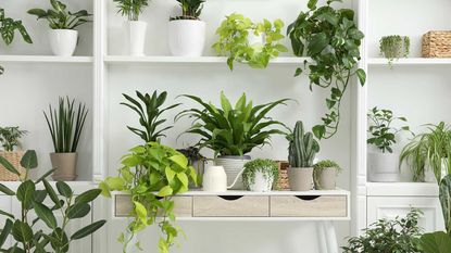 houseplants on shelves
