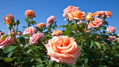 pink roses close up with blue sky