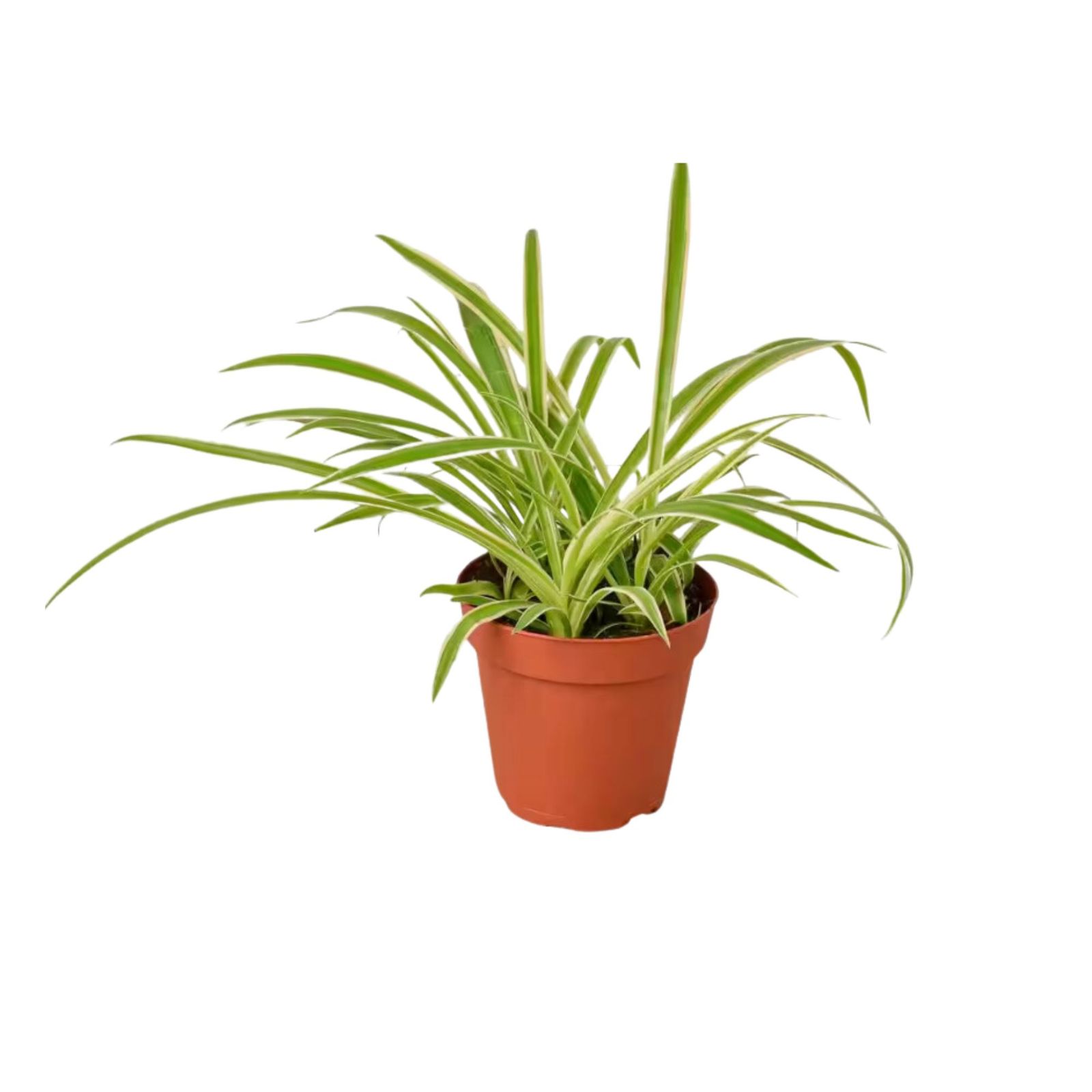 Experts Dish On Spider Plant Light Requirements Real Homes experts-dish-on-spider-plant-light-requirements-real-homes