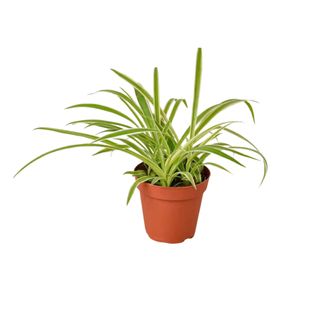Snake plant in a brown plastic pot
