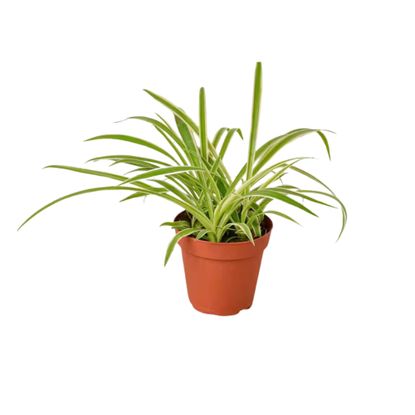 Experts dish on spider plant light requirements | Real Homes