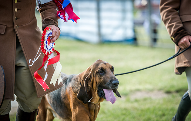 A successful day for the Coakham Bloodhounds